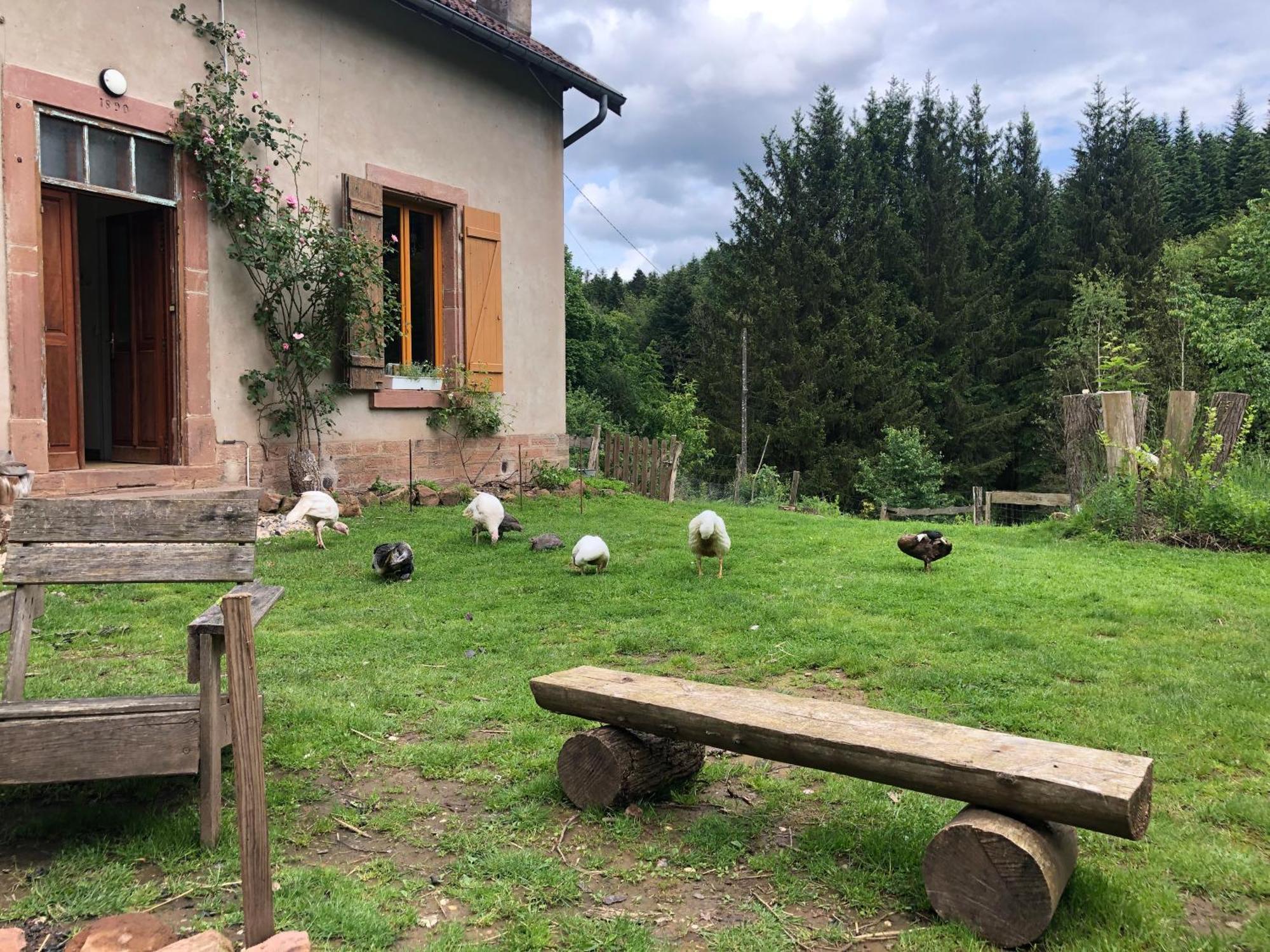 Séjour chez l'habitant A L'orée De Soi - Maison Forestière De La Soie - Eco Gîte, D'hôtes, Au Pied Des Vosges *
