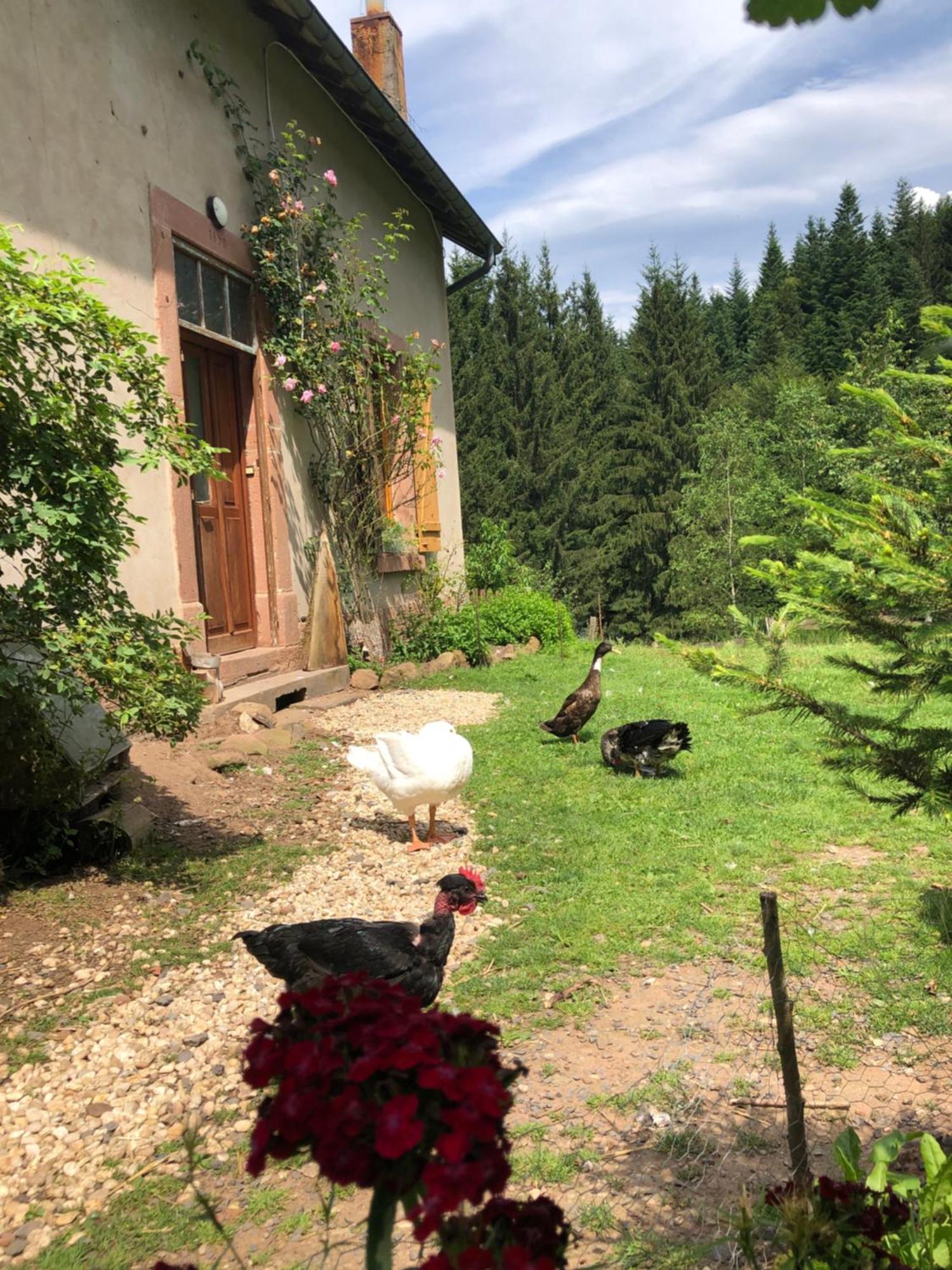 A L'orée De Soi - Maison Forestière De La Soie - Eco Gîte, D'hôtes, Au Pied Des Vosges * Saint-Sauveur (Meurthe-et-Moselle)